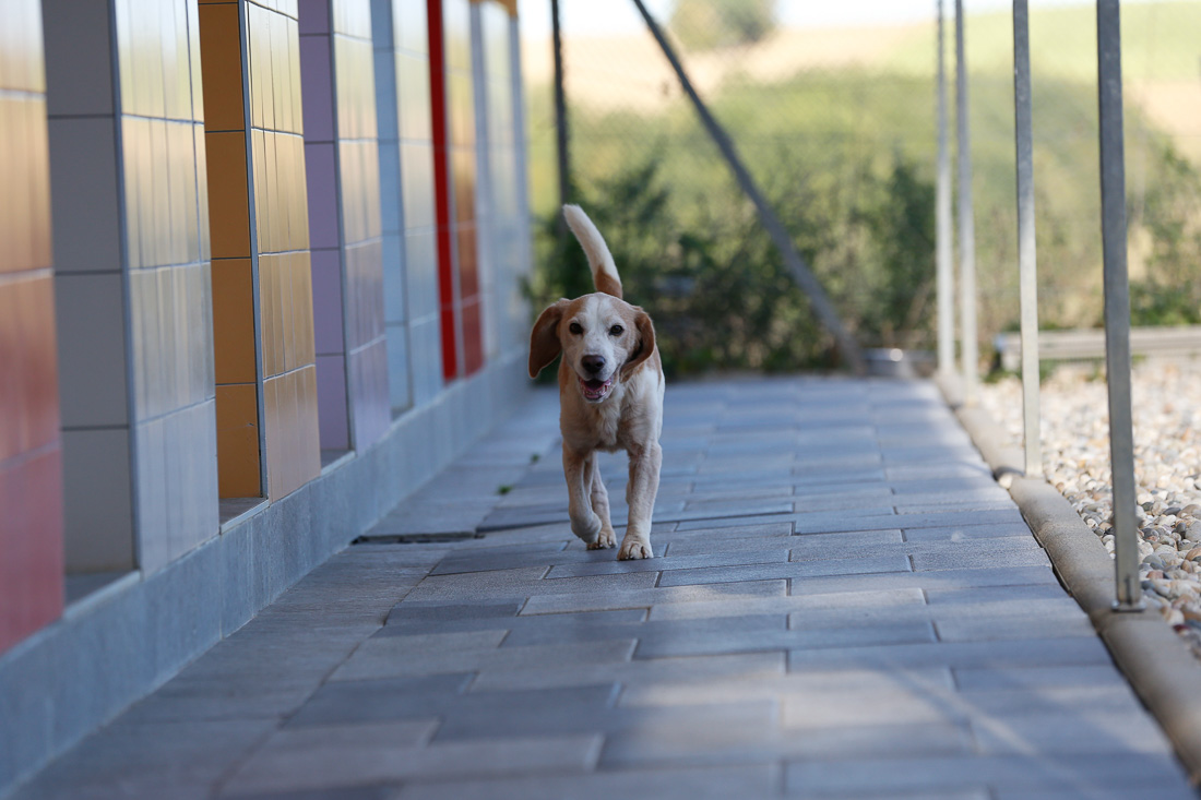 Notre pension accueille tous les chiens, en Alsace BasRhin