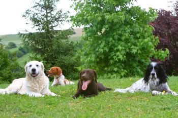 Pensions chiens Alsace - Moselle